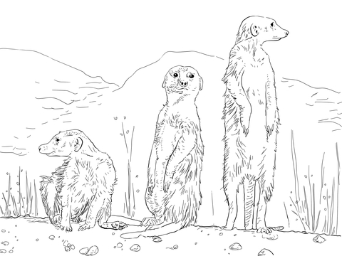 Three Meerkats Coloring Page